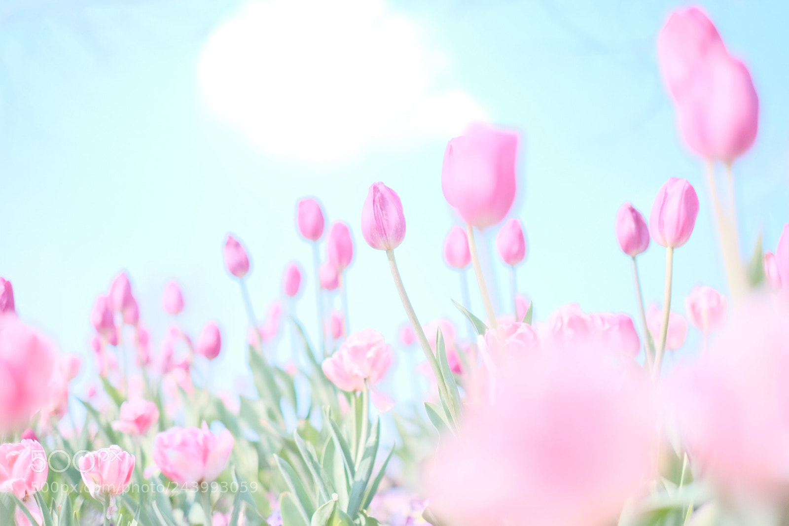Fujifilm X-E2 sample photo. Humming photography