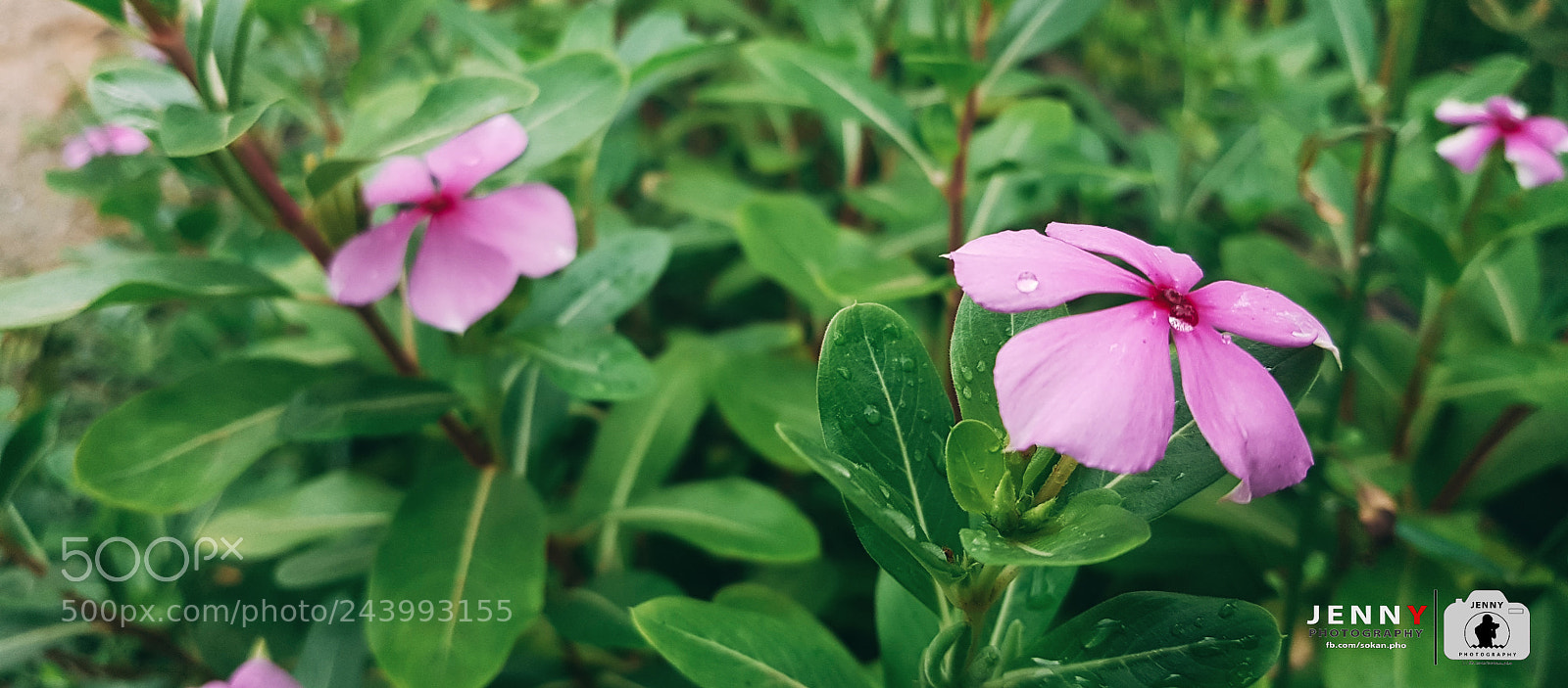 Samsung Galaxy S8+ sample photo. Flower photography