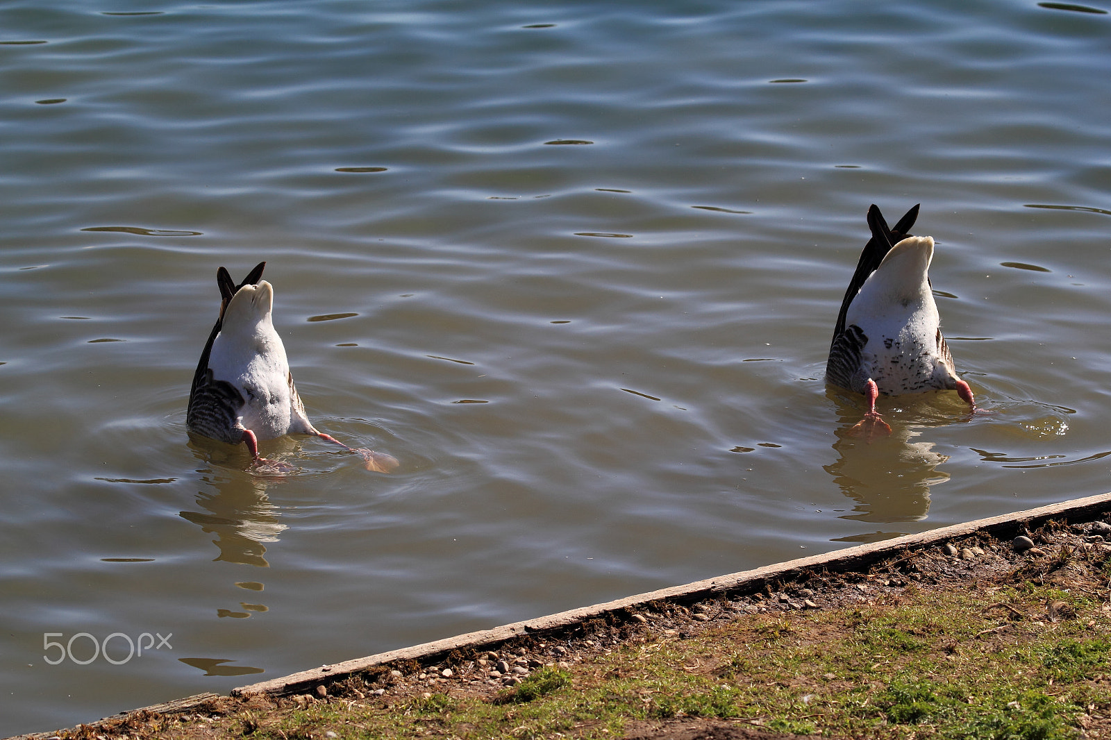 Canon EOS 550D (EOS Rebel T2i / EOS Kiss X4) + Canon EF 100-400mm F4.5-5.6L IS USM sample photo. Ducks photography