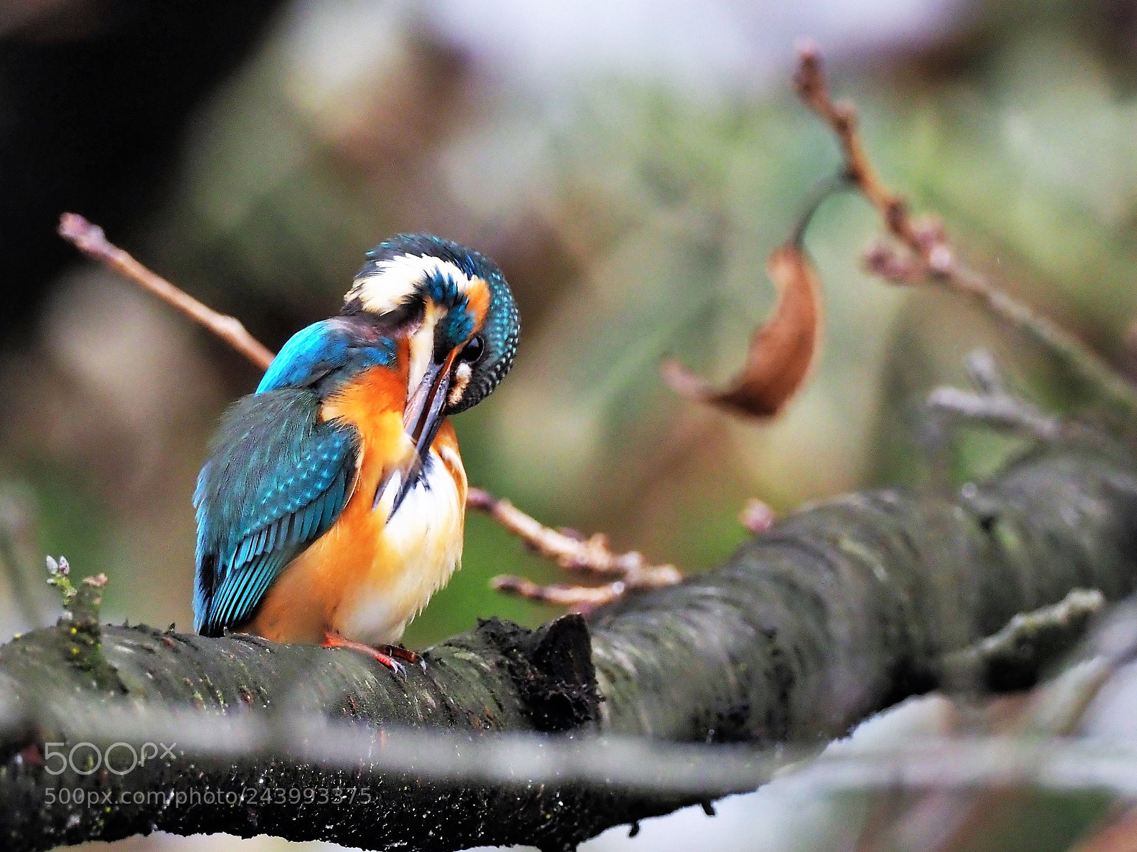 Olympus OM-D E-M1 Mark II sample photo. Kingfisher photography