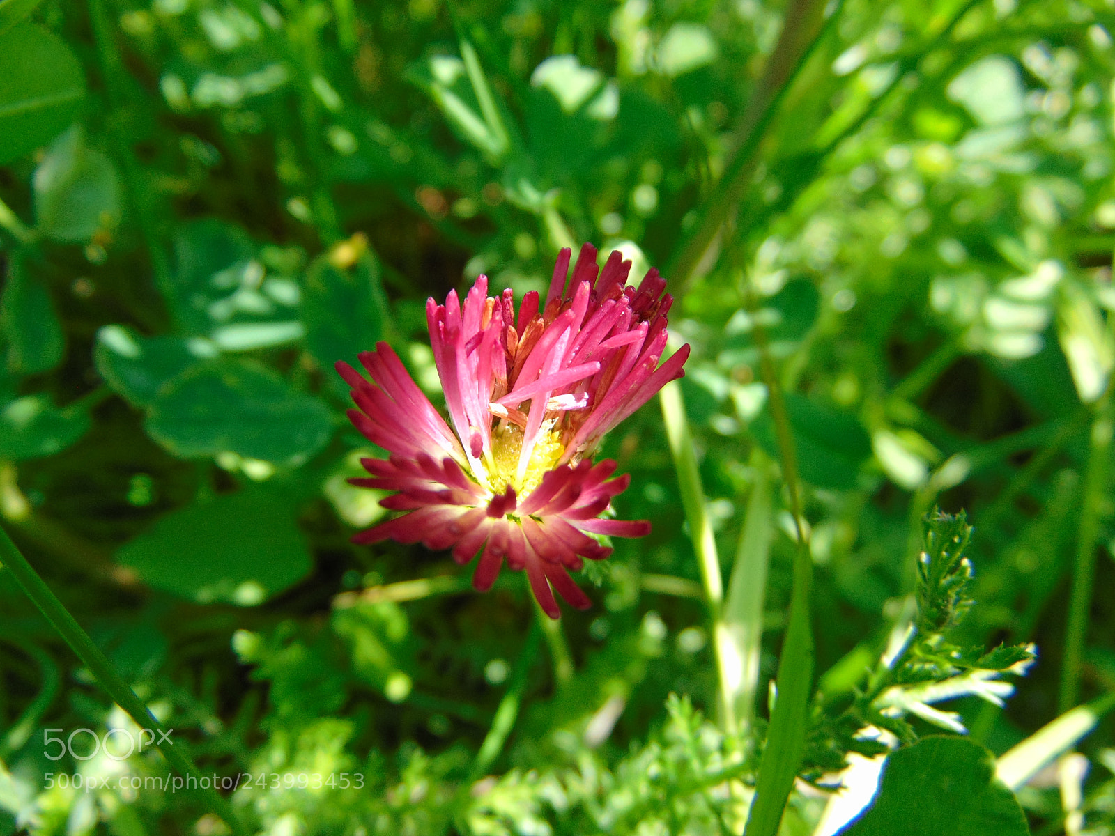 Sony Cyber-shot DSC-H300 sample photo. Dsc photography