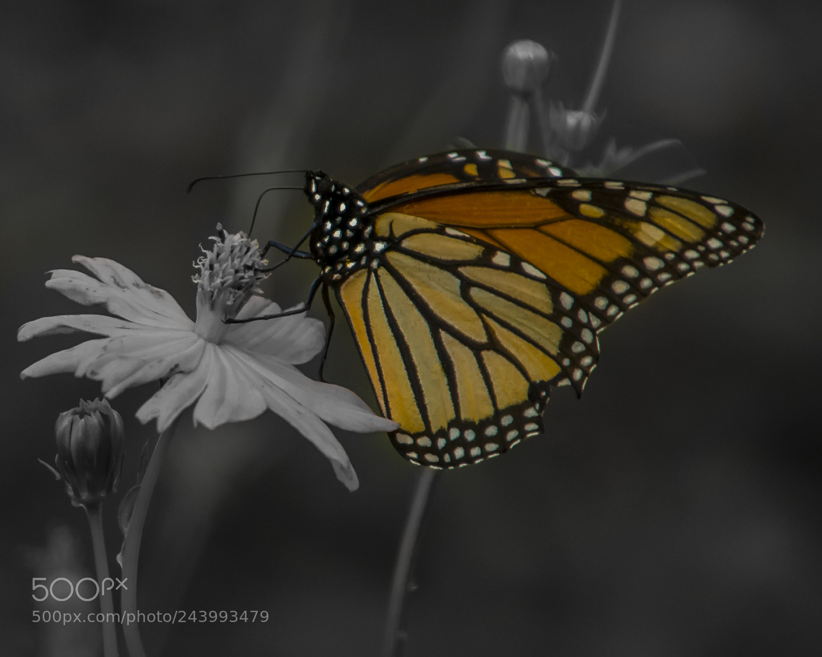 Nikon D200 sample photo. Selective photography