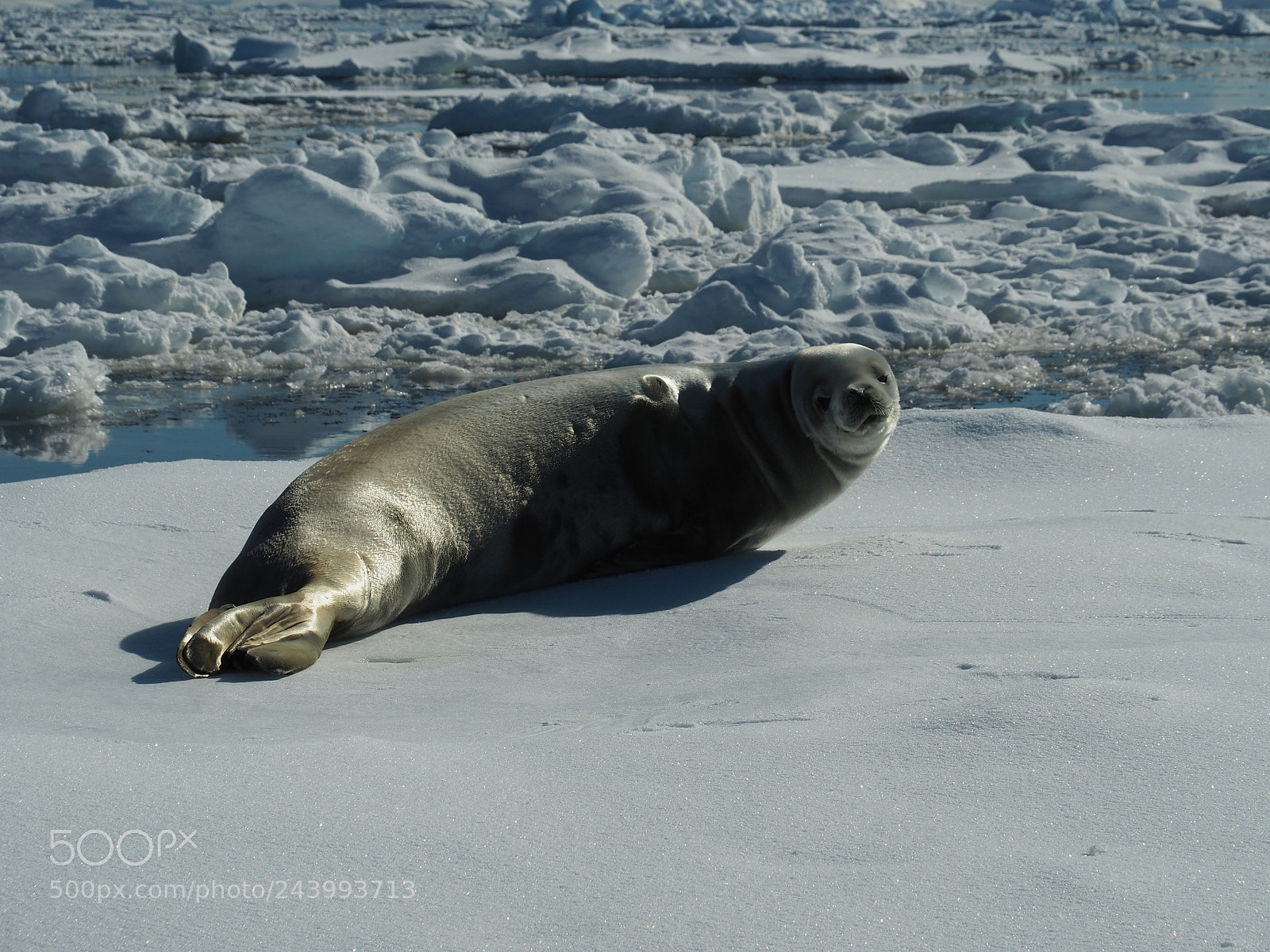 Olympus OM-D E-M5 II sample photo. A seal having a photography