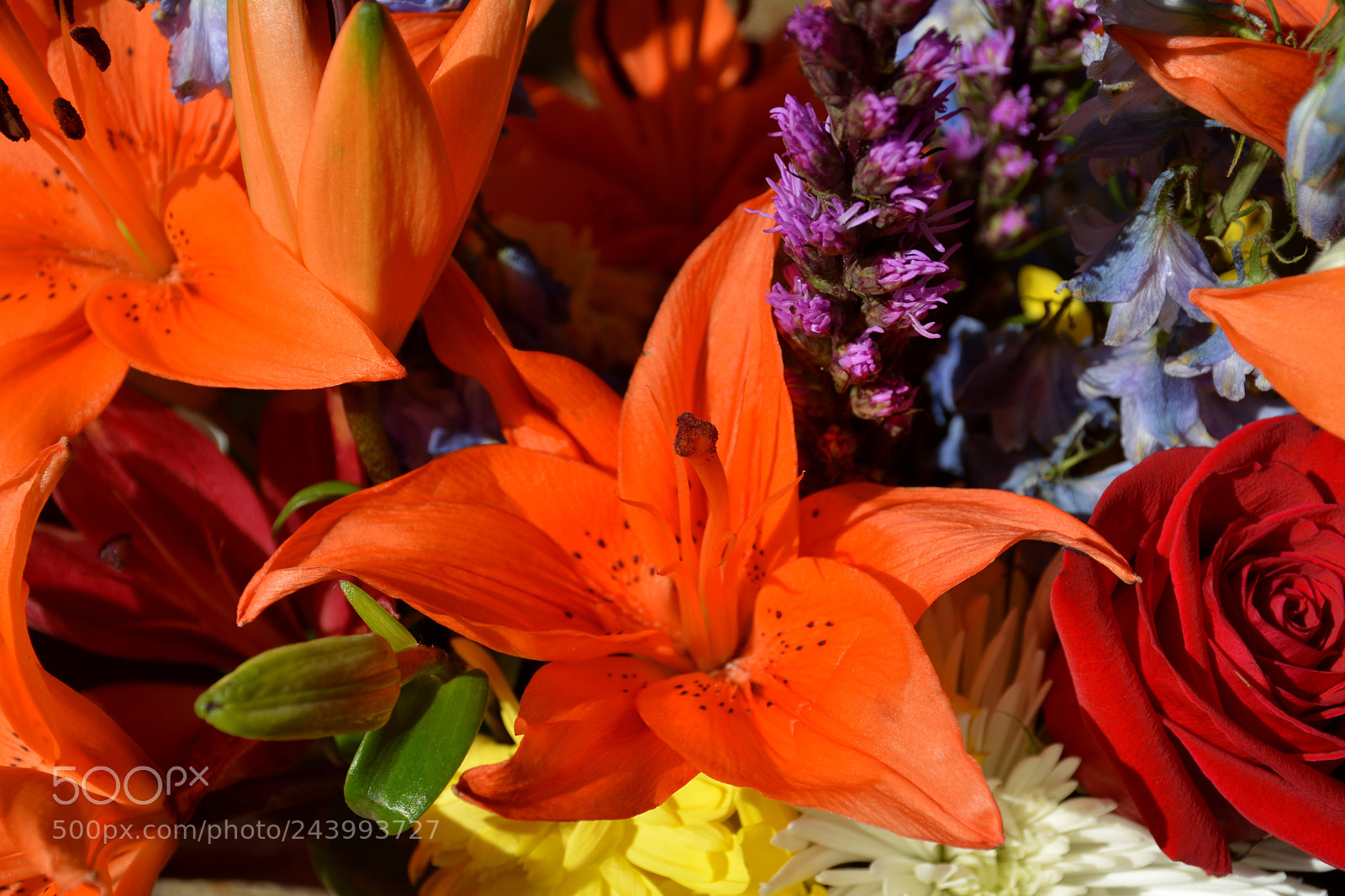 Nikon D7100 sample photo. Bright and bold floral photography
