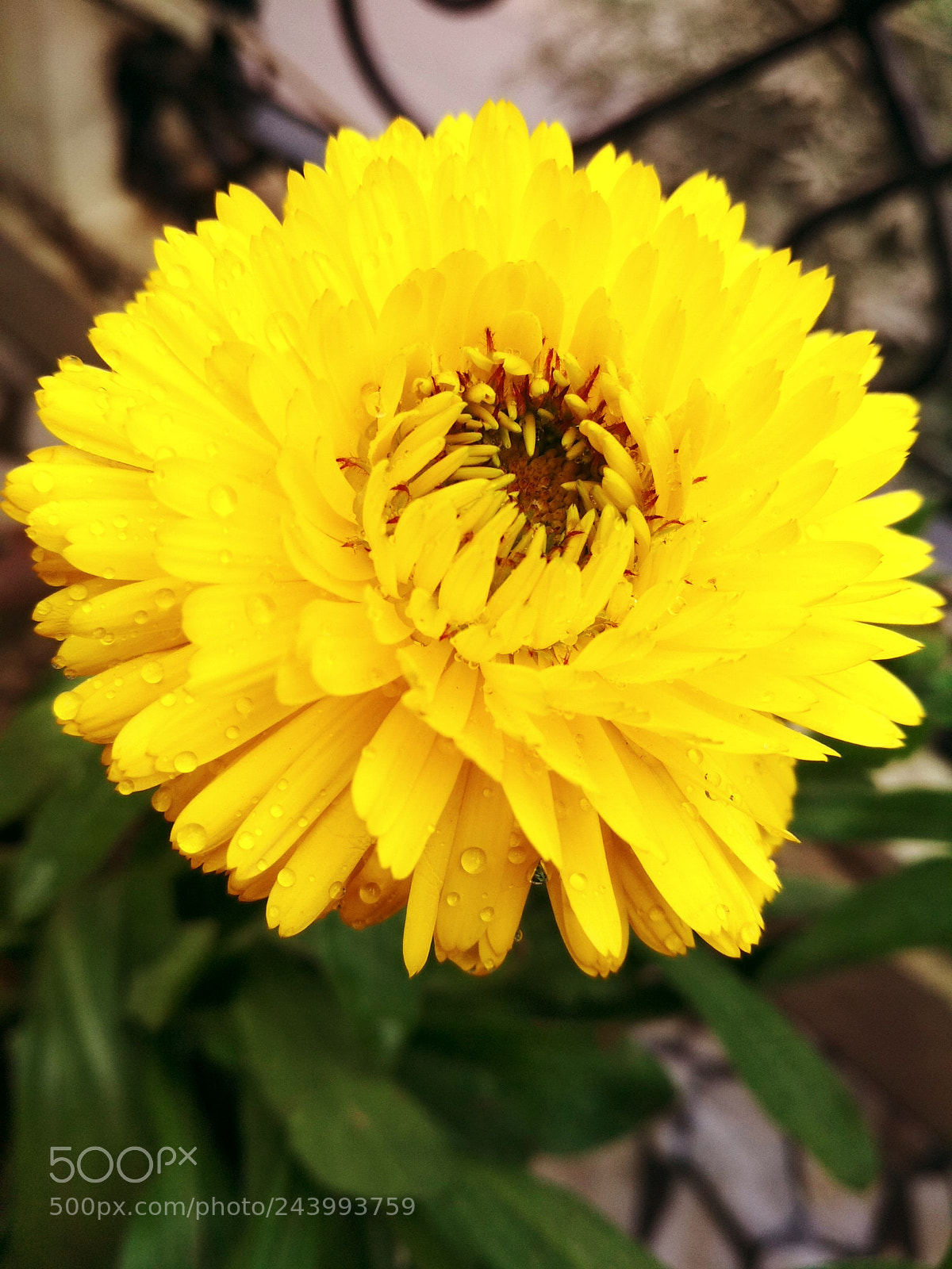 Xiaomi Redmi 4 Pro sample photo. Sunshine photography