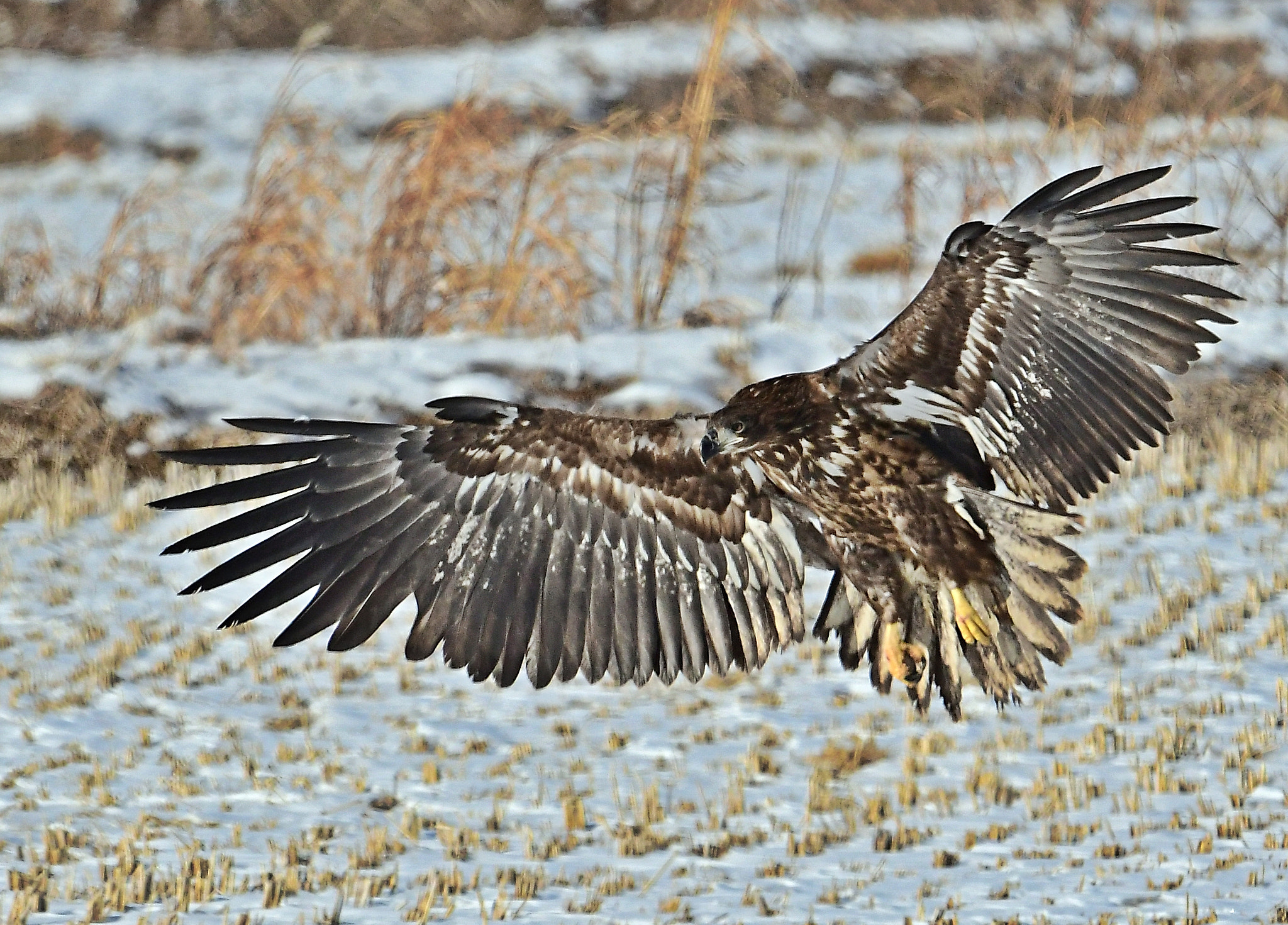 Nikon D500 + Nikon AF-S Nikkor 600mm F4G ED VR sample photo. White-tailed sea eagle photography