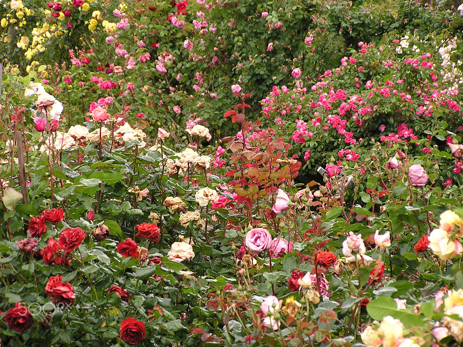 Olympus C740UZ sample photo. The bull dozers killed the roses photography