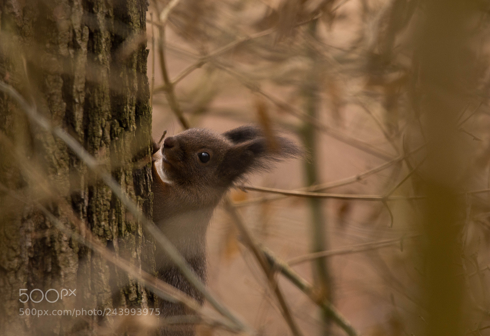 Nikon D7100 sample photo. Sciurus vulgaris photography