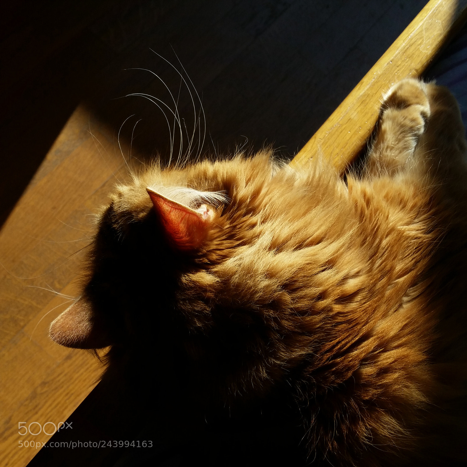 Samsung Galaxy S5 sample photo. Sunny cat photography
