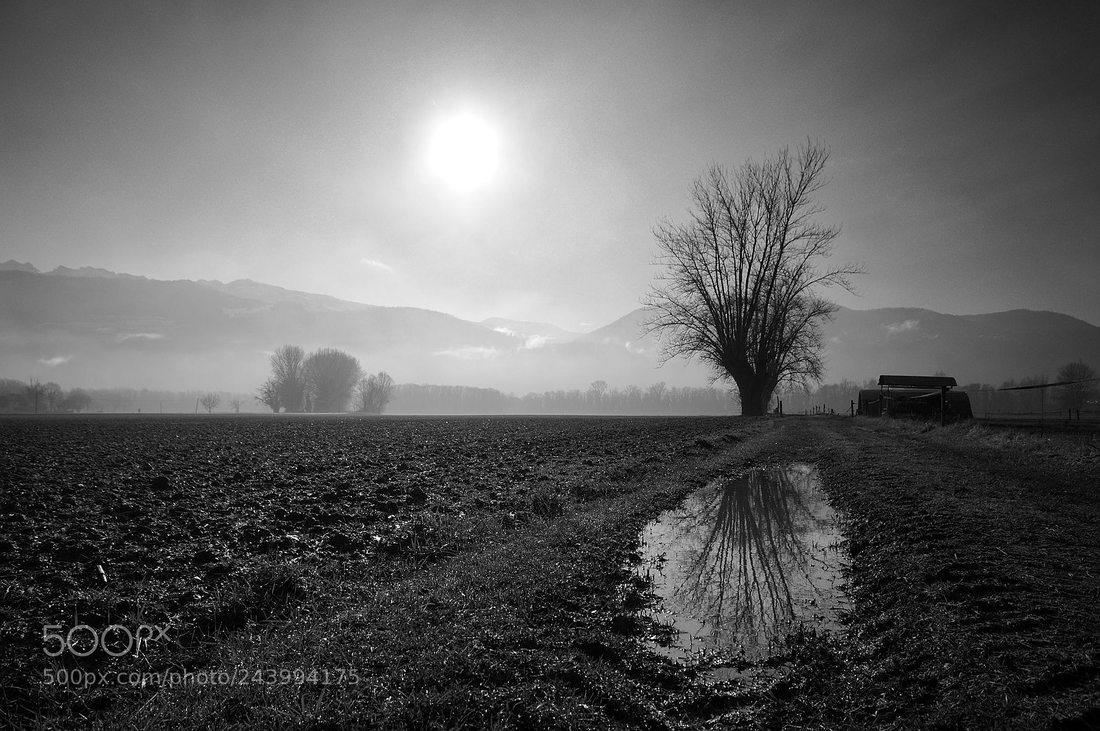 Nikon D90 sample photo. Brume matinale photography