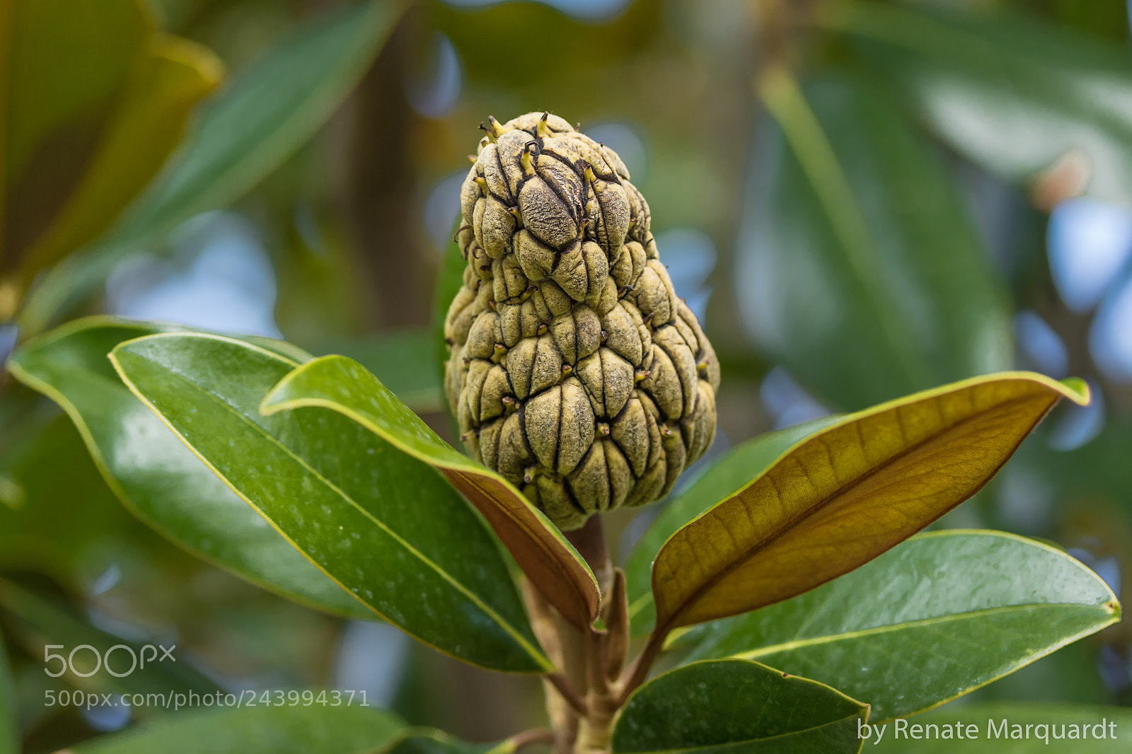 Canon EOS 7D Mark II sample photo. Fruchtstand der immergr nen photography