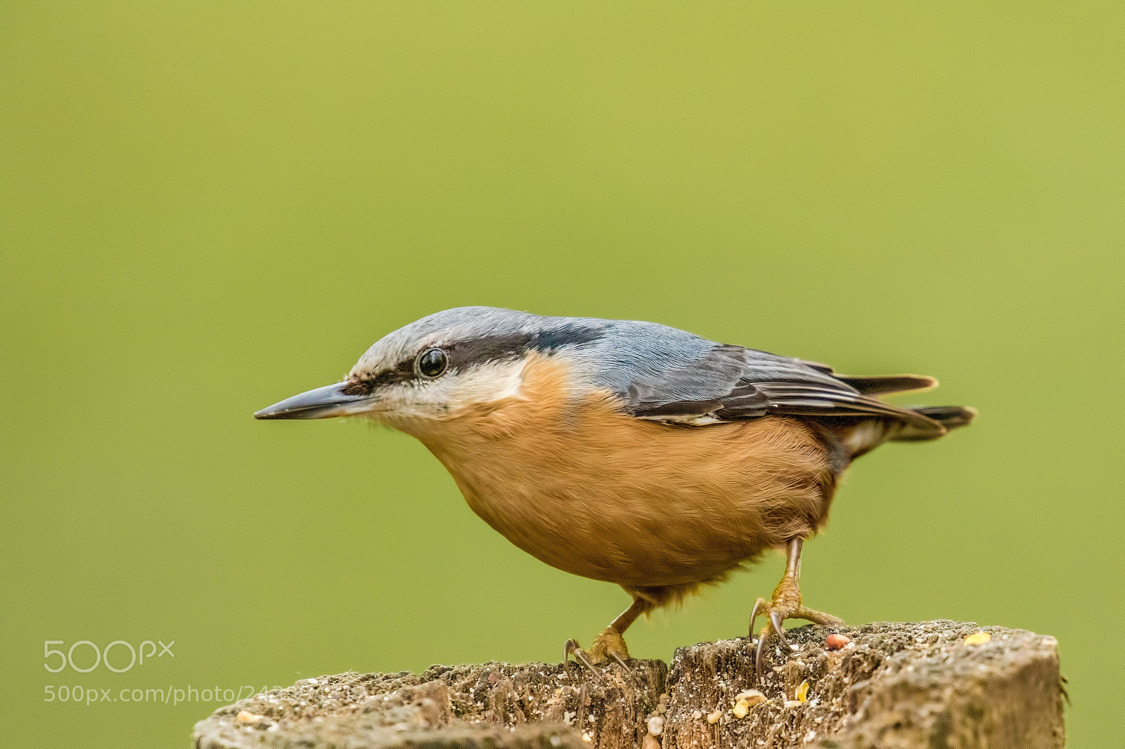 Canon EOS 7D Mark II sample photo. Nuthatch photography