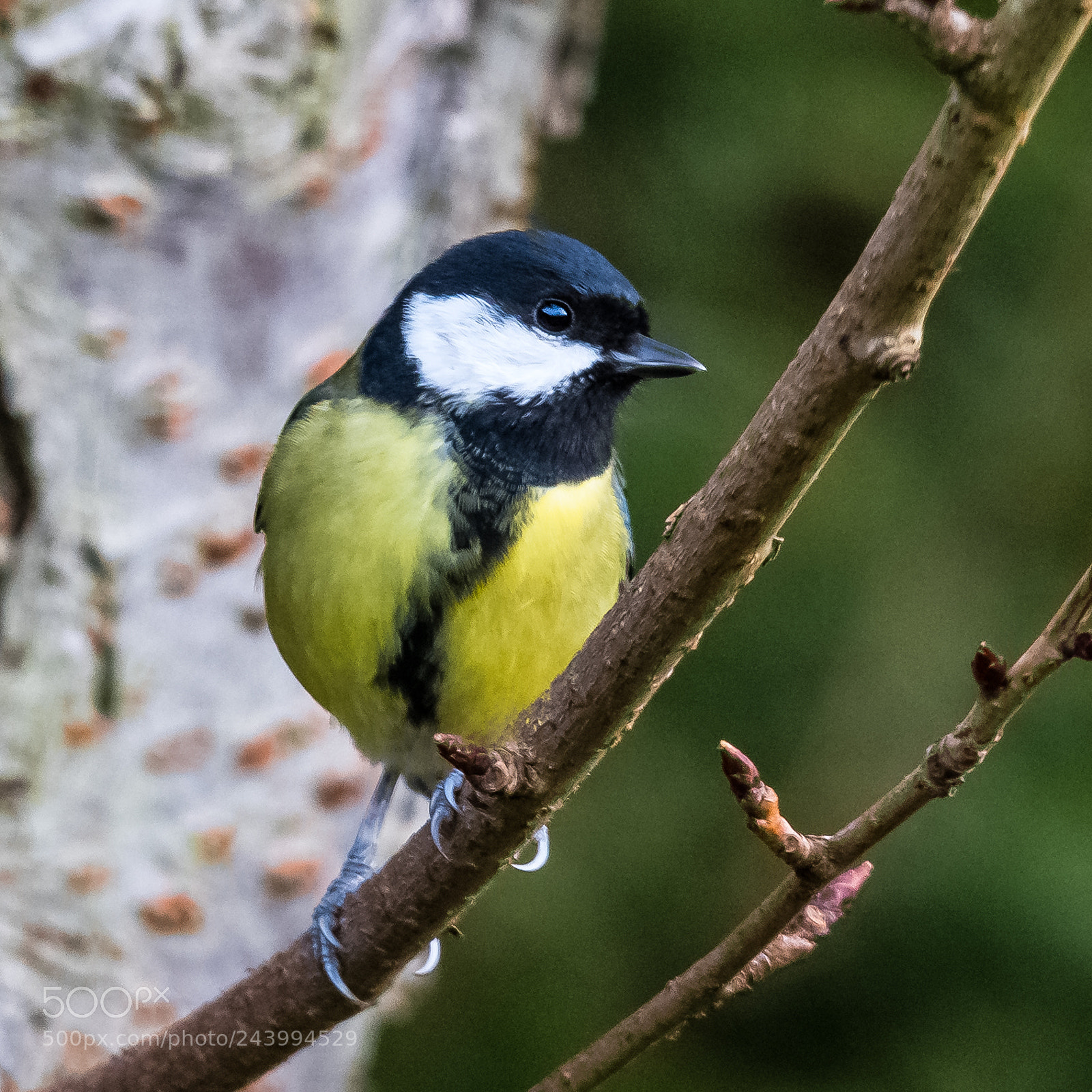 Nikon D850 sample photo. Great tit on a photography
