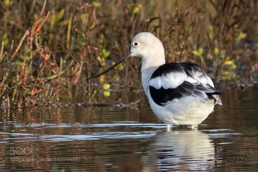 Canon EOS 7D Mark II sample photo. American avocet photography