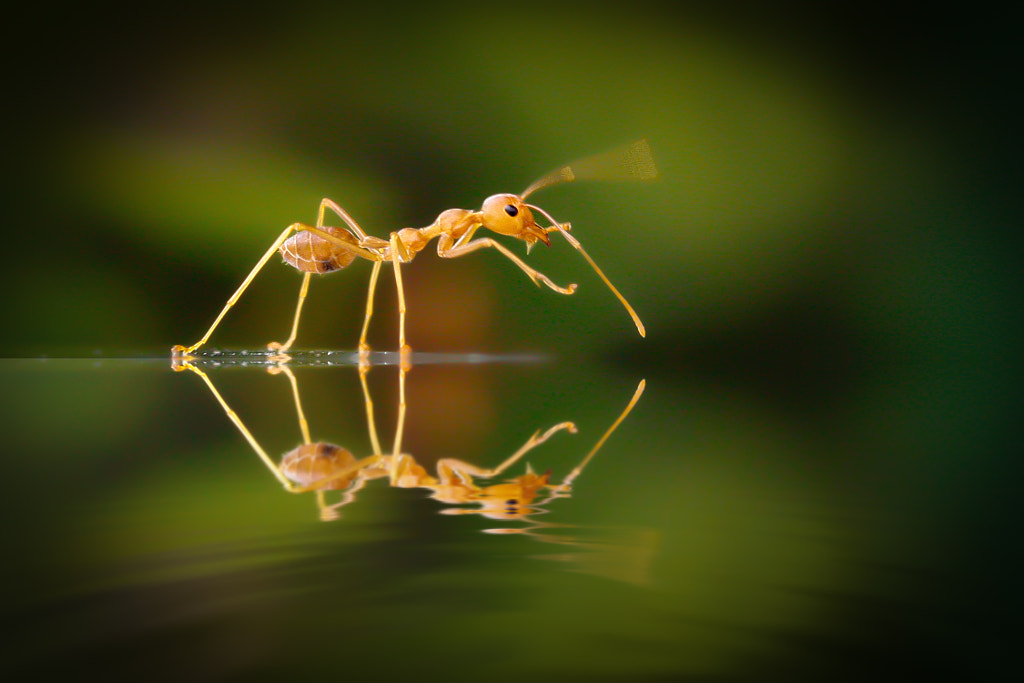 Ant: on The Wave by teguhs on 500px.com