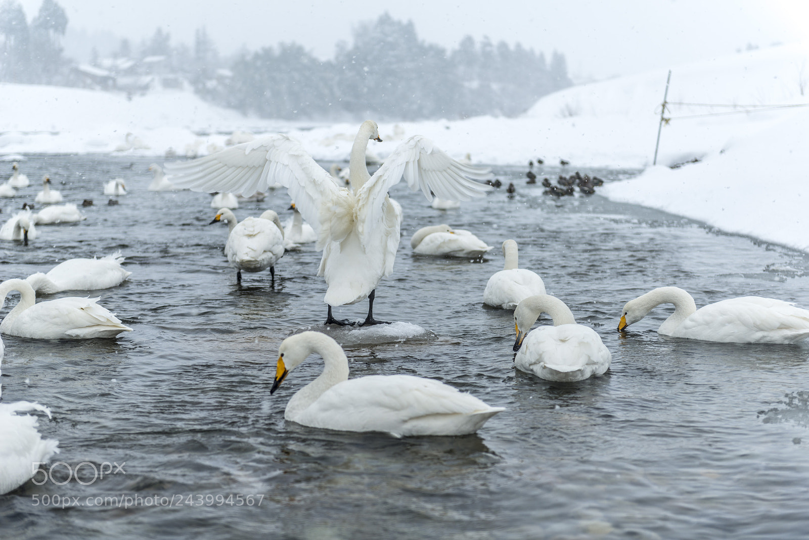 Nikon D800 sample photo. 白鳥 photography