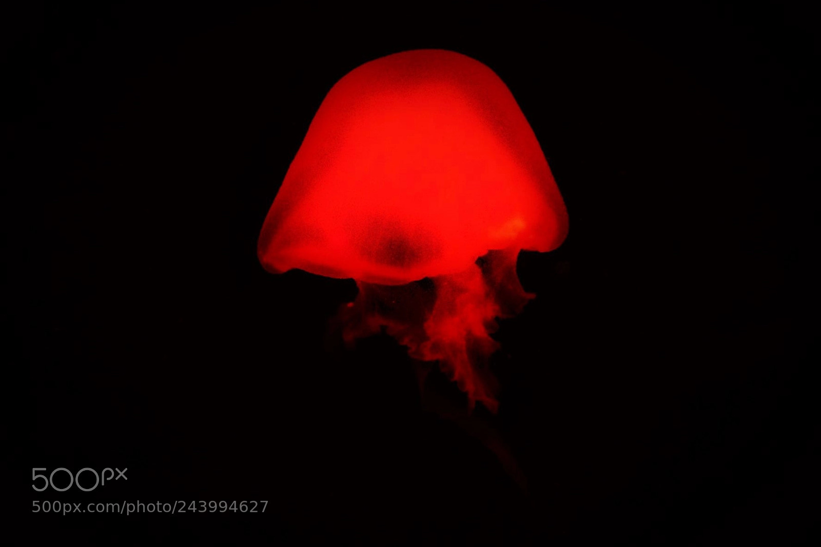 Apple iPad sample photo. Jellyfish photography