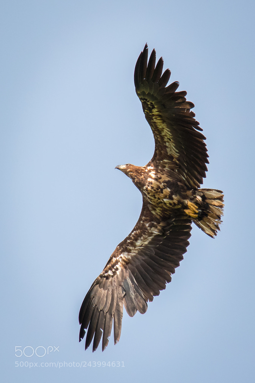 Canon EOS 7D Mark II sample photo. Up to the sky photography
