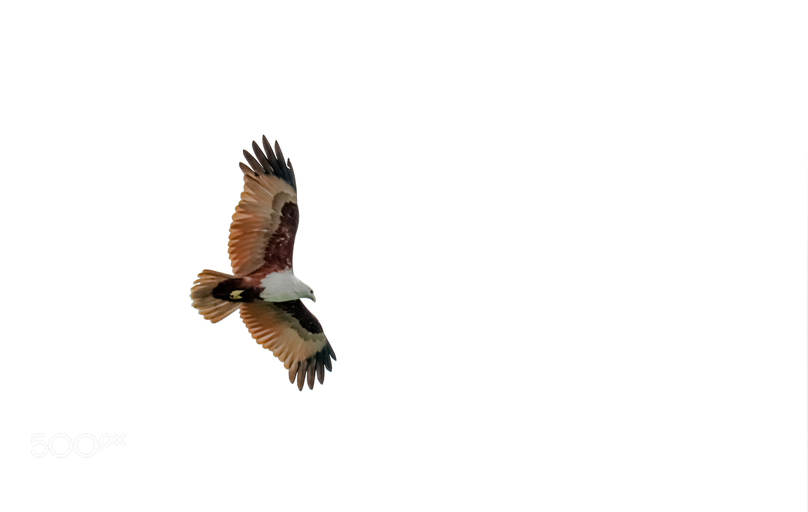 Canon EOS 200D (EOS Rebel SL2 / EOS Kiss X9) sample photo. Brahminy kite photography