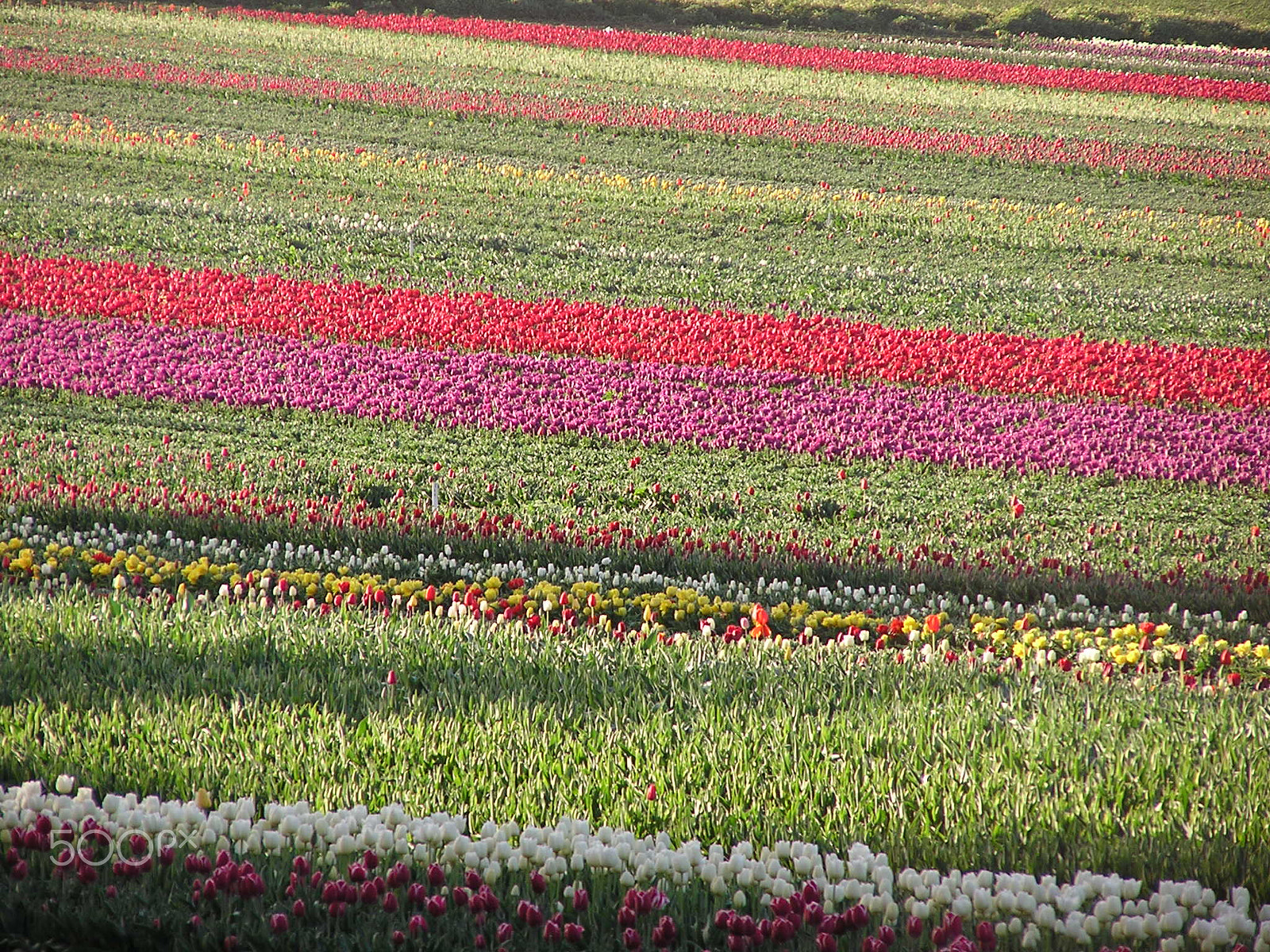Olympus C740UZ sample photo. Tip toe through the tulips photography