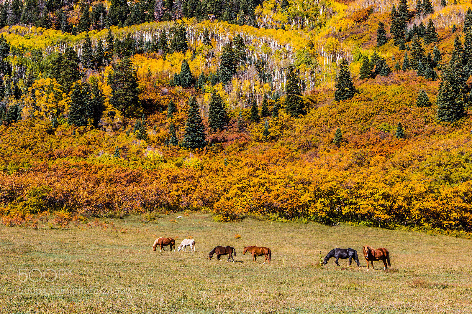 Canon EOS 60D sample photo. Colorado meadow photography