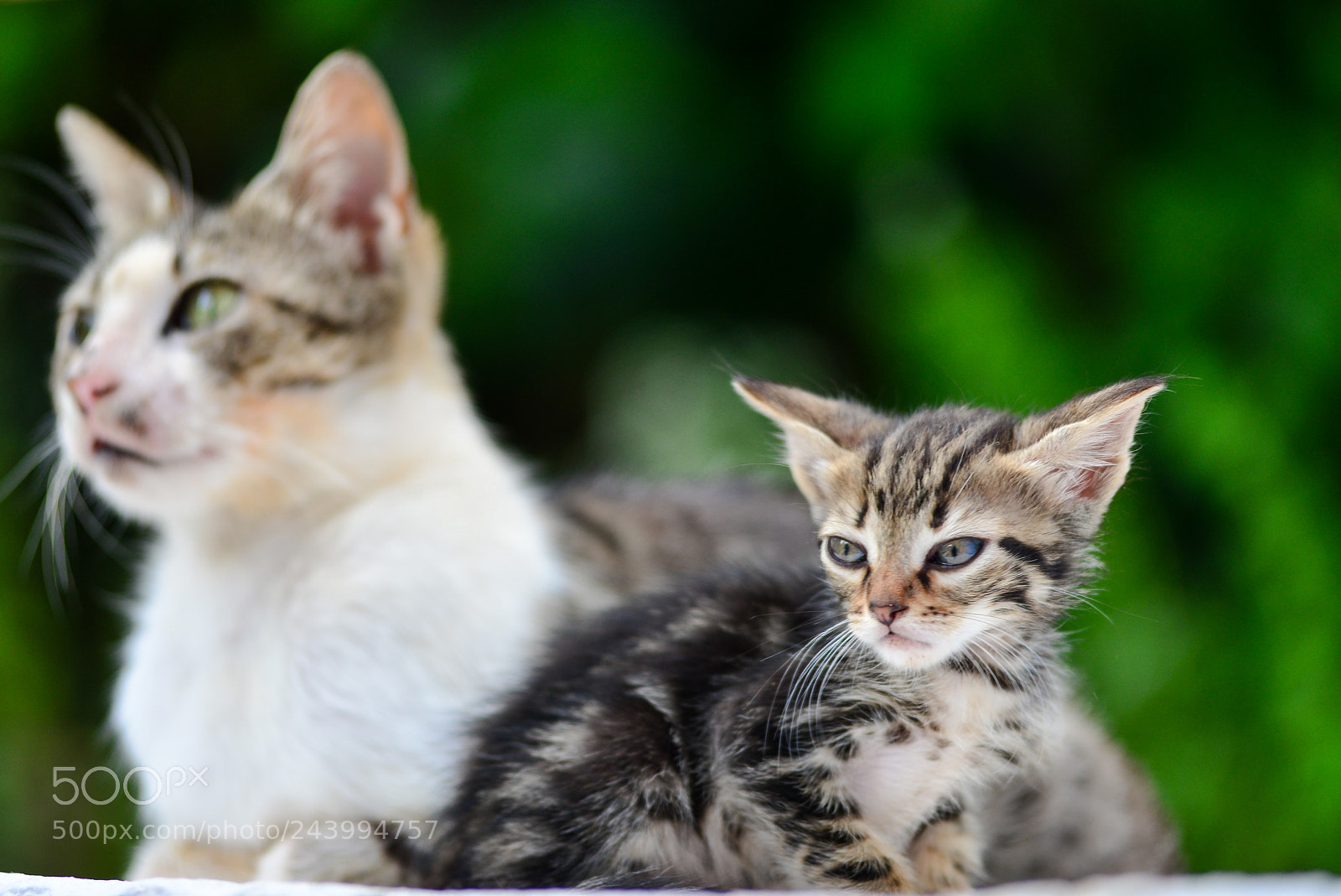 Nikon D600 sample photo. Kitty photography