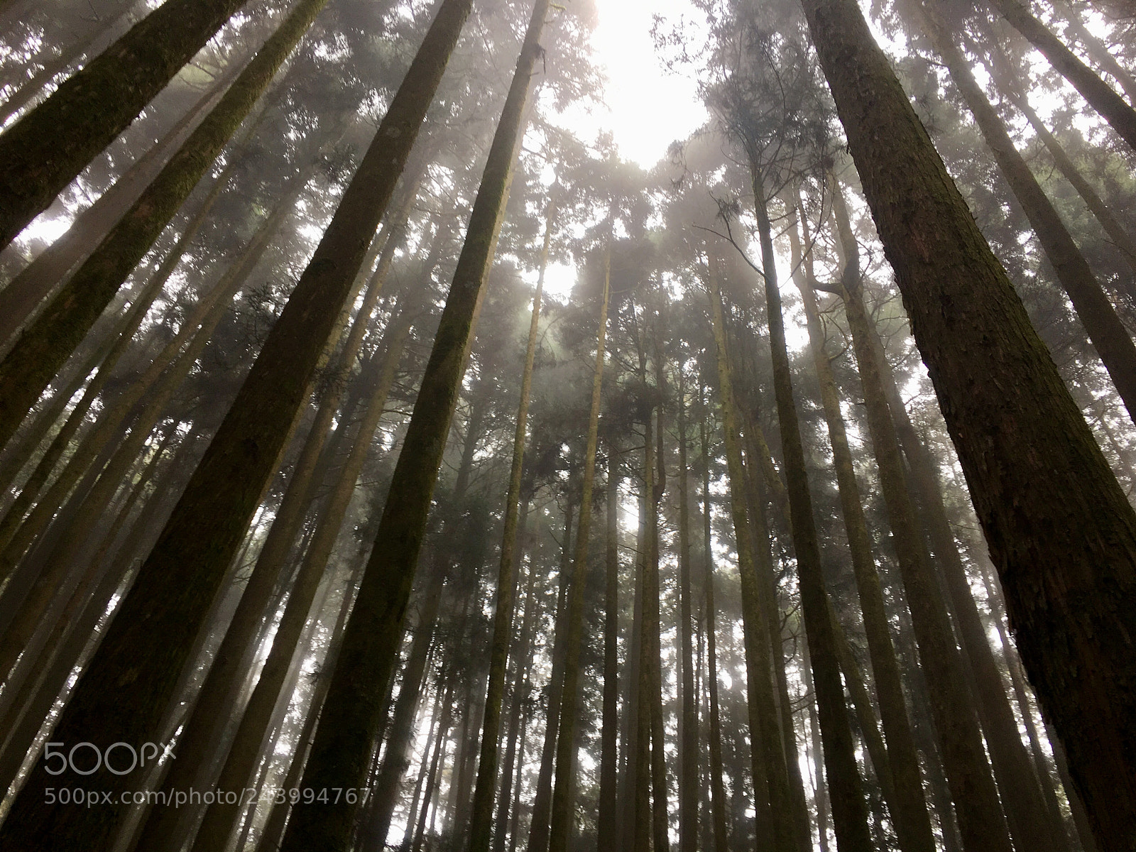 Apple iPhone 6s Plus sample photo. Alishan famous mountains in photography