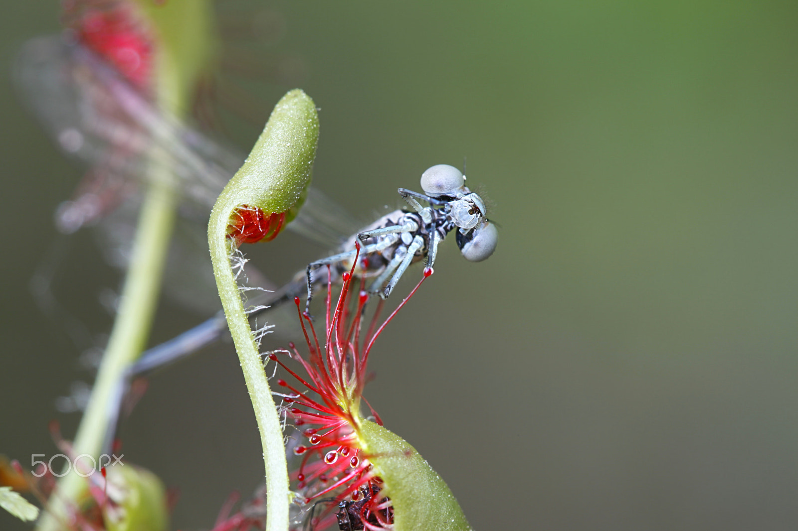 Canon EF 100mm F2.8L Macro IS USM sample photo. Round-leaved sundew and arctic bluet as its prey photography