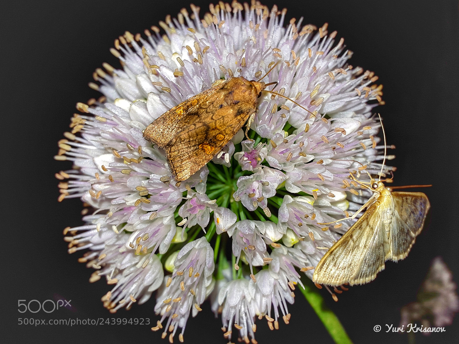 Samsung Galaxy Alpha sample photo. Night butterflies and flowers photography