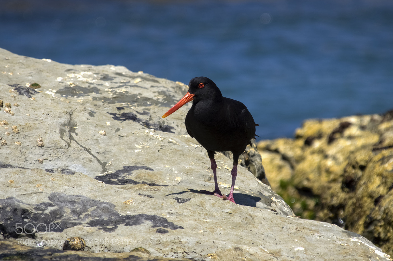 Pentax K-3 II sample photo. Variable oystercatcher photography