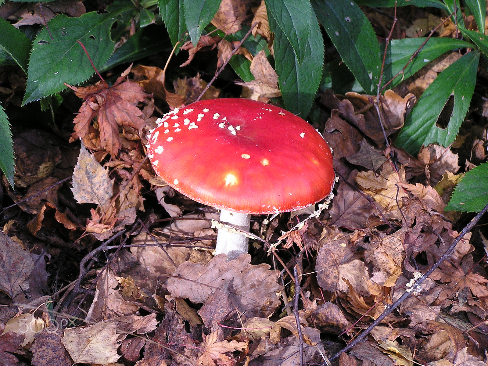Olympus C740UZ sample photo. Little red toadstool photography