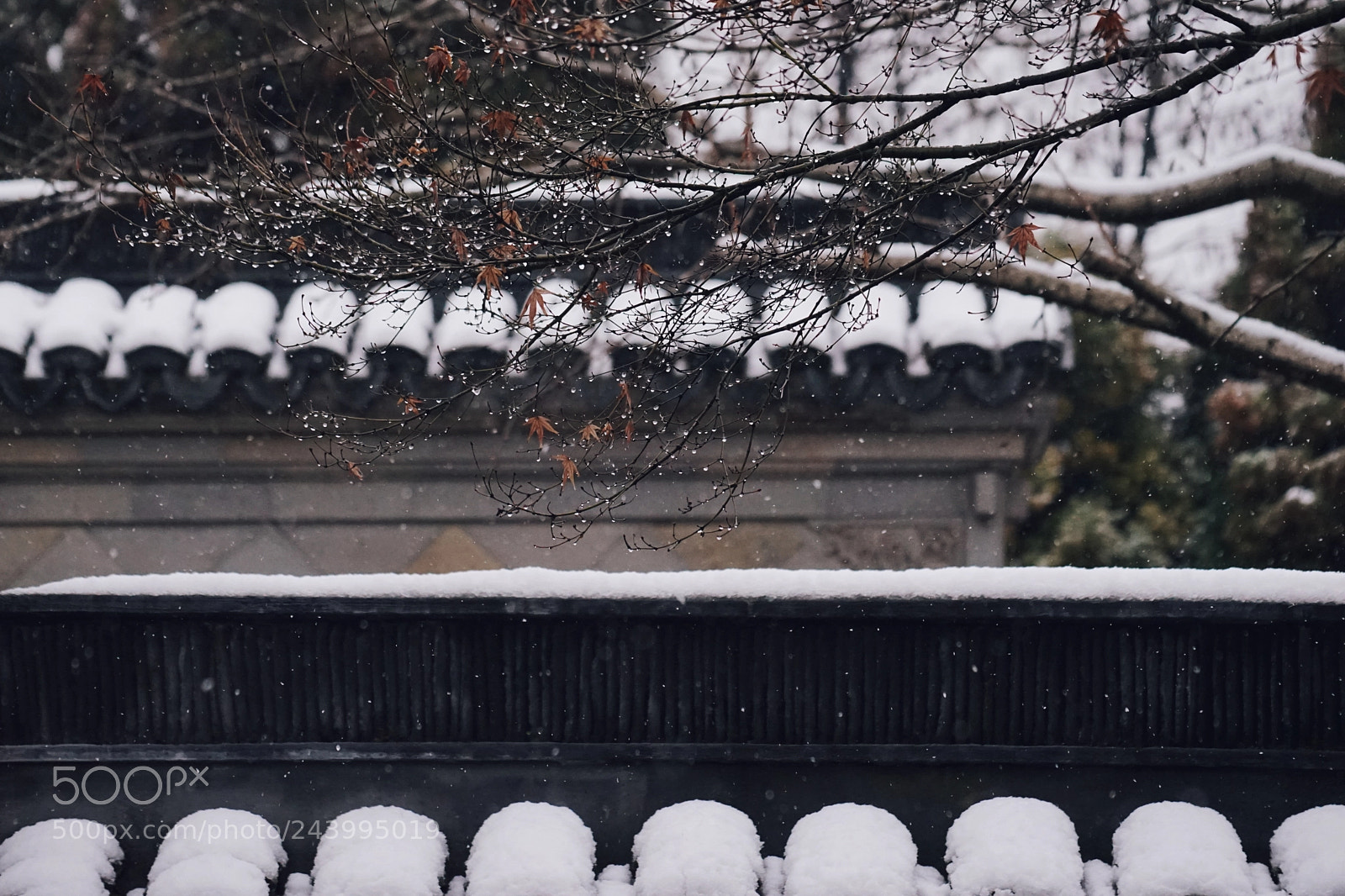 Sony a7 II sample photo. 2018第一场雪 photography
