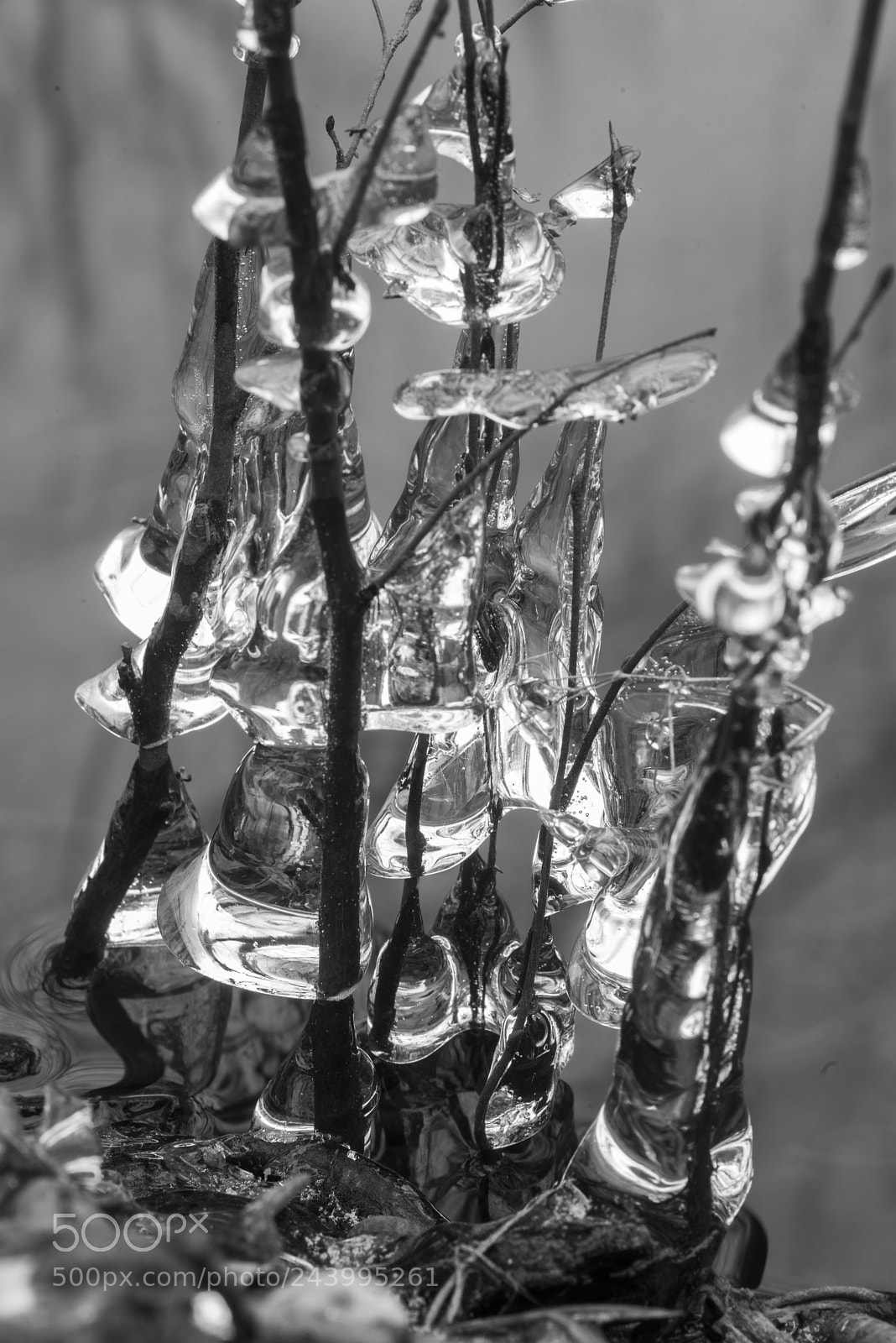 Pentax K-1 sample photo. Ice-encrusted saplings photography