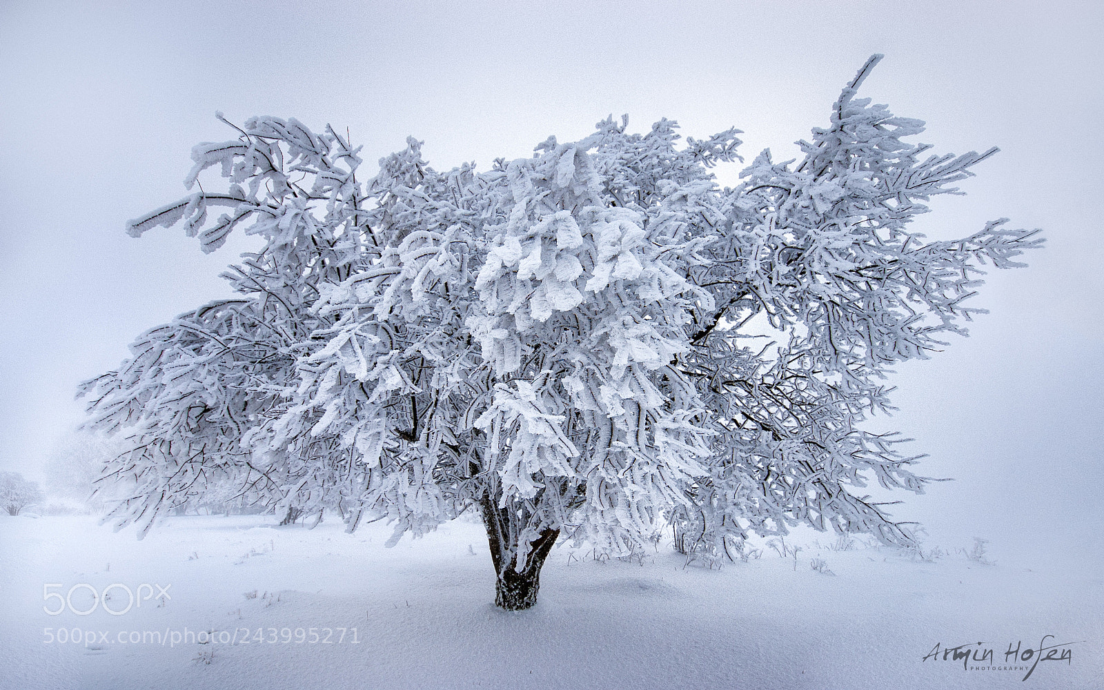 Nikon D70 sample photo. Frozen photography