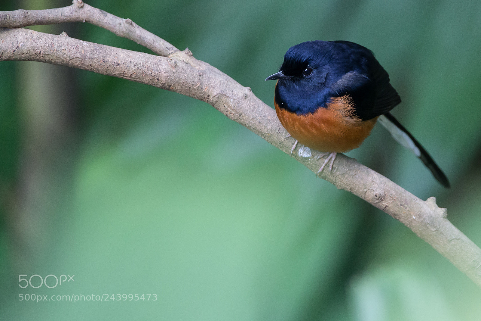Canon EOS-1D X sample photo. White-rumped shama photography