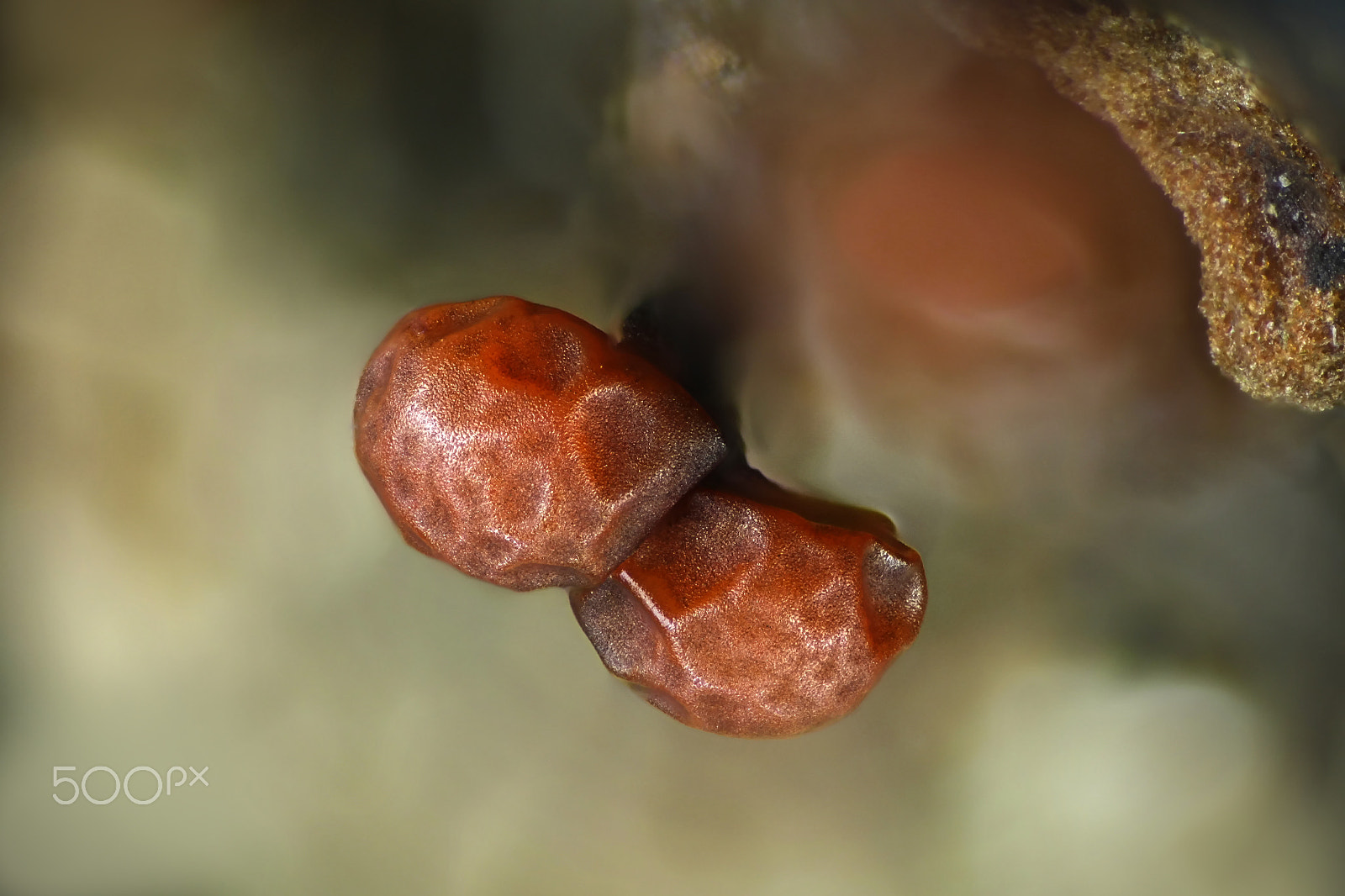 Canon EF 100mm F2.8L Macro IS USM sample photo. Hairy slime mold, trichia varia, a microscope image photography