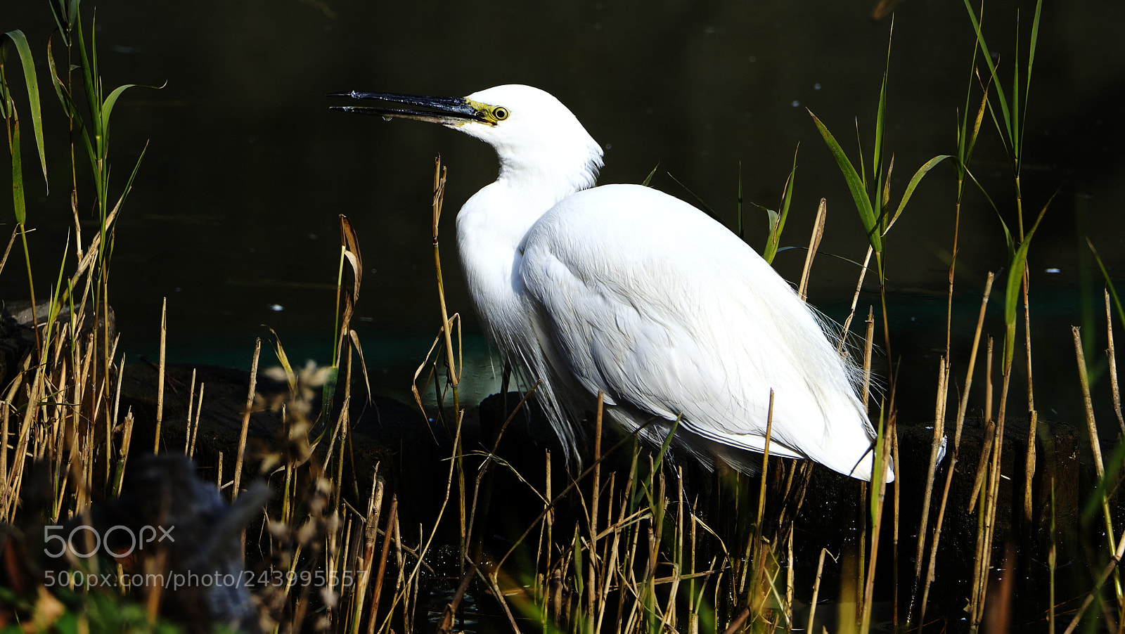 Olympus OM-D E-M1 Mark II sample photo. Looking for prey photography