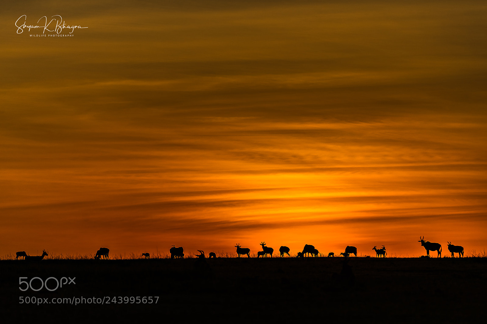 Canon EOS-1D X Mark II sample photo. Silhouette || landscape || wild animals photography