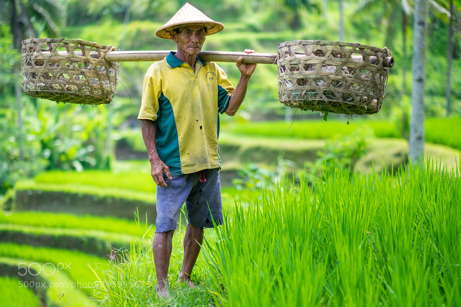 Fujifilm X-T1 sample photo. Bali rice terraces worker photography