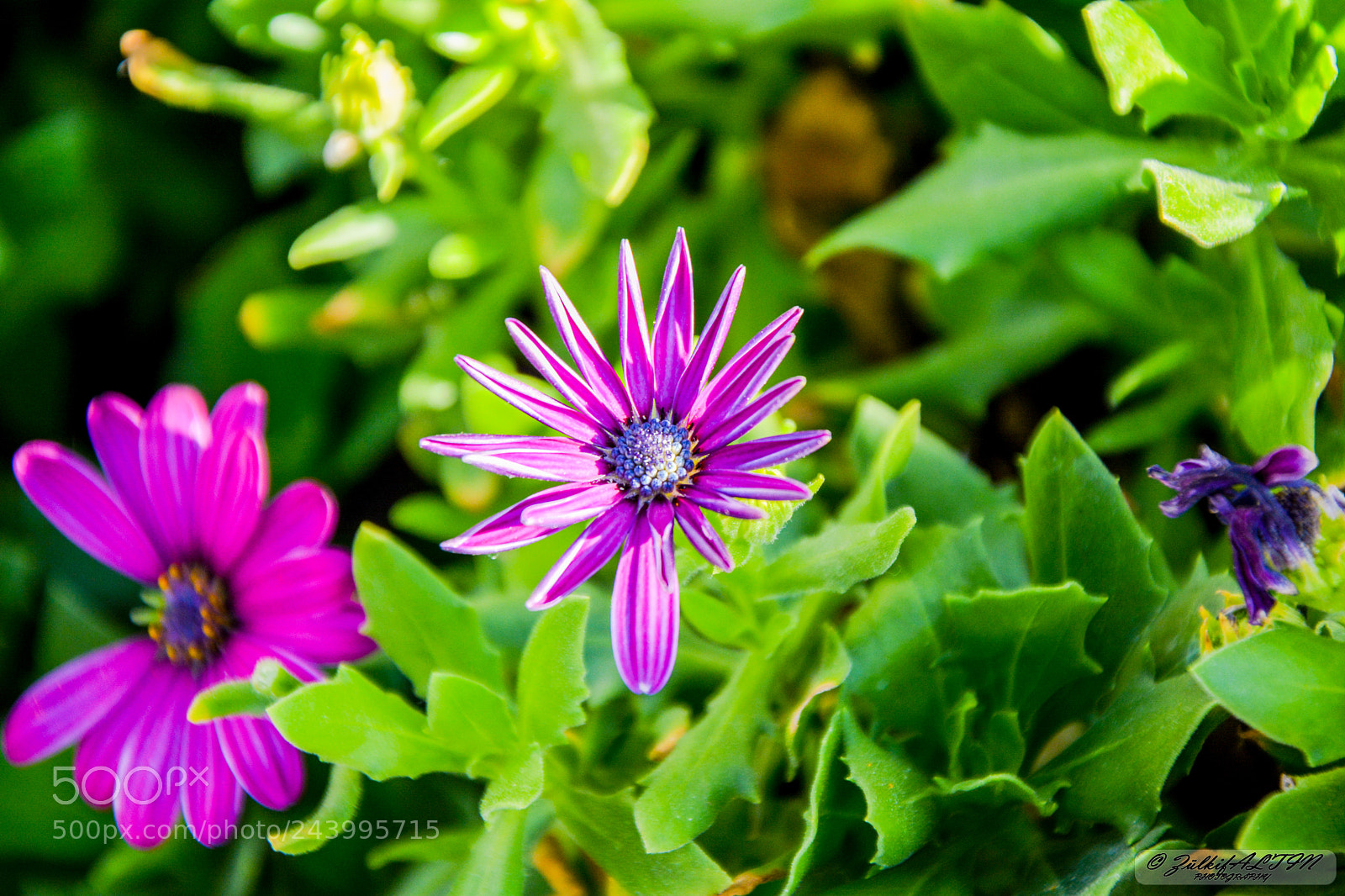 Nikon D7100 sample photo. Flowers photography