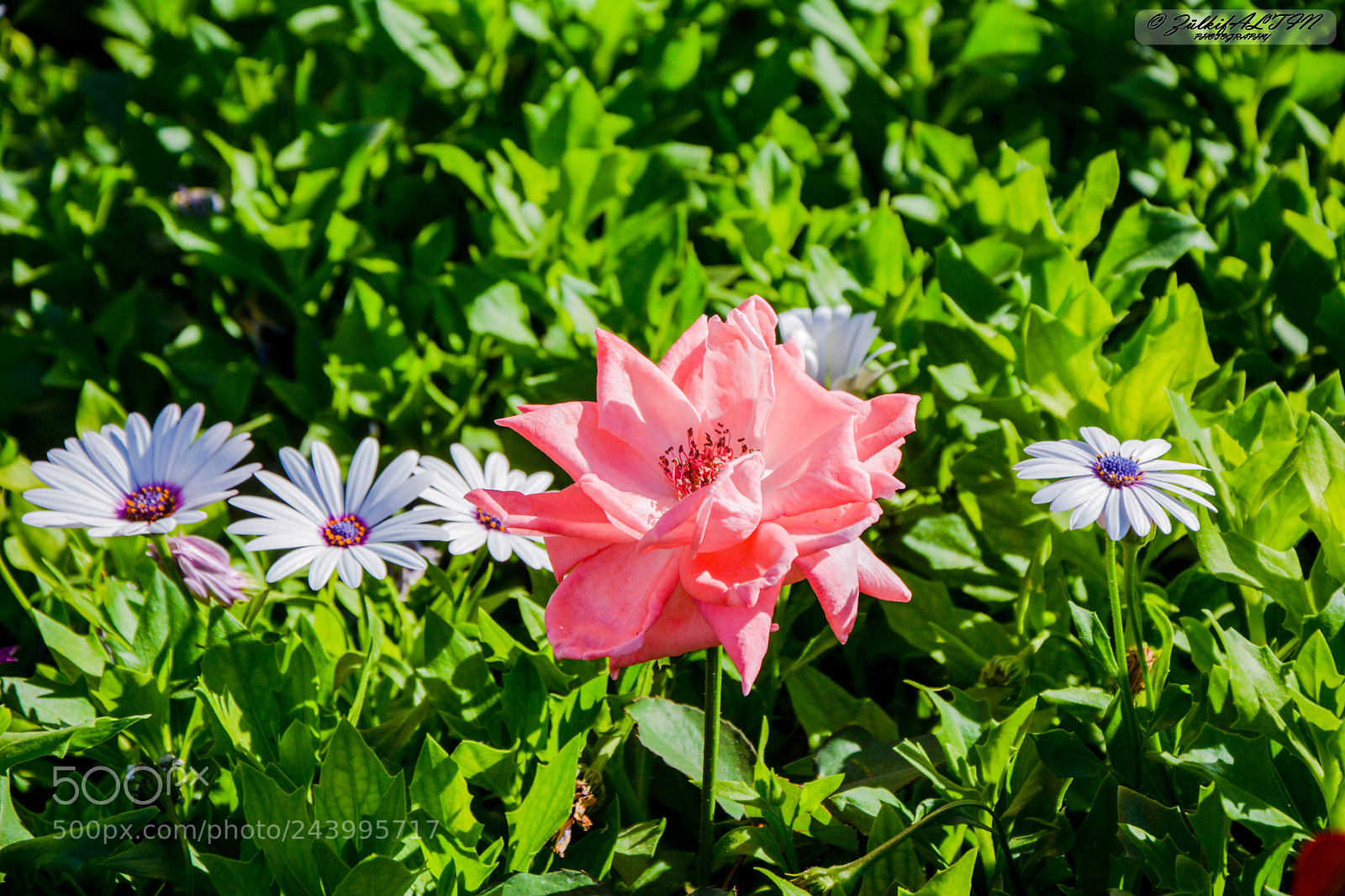 Nikon D7100 sample photo. Rose photography