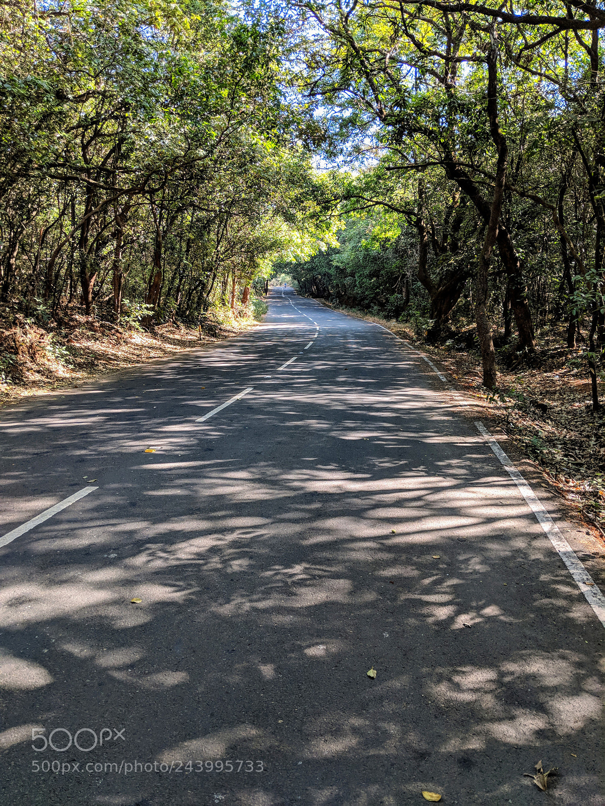 Google Pixel 2 sample photo. Lost in the jungle photography