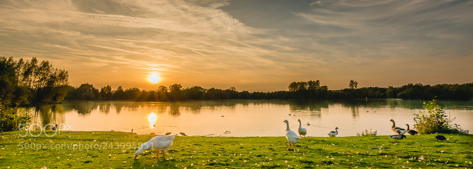 Nikon D3400 sample photo. Chillin with gooses photography