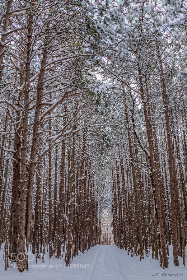 Canon EOS 7D Mark II sample photo. Snow in the pines photography