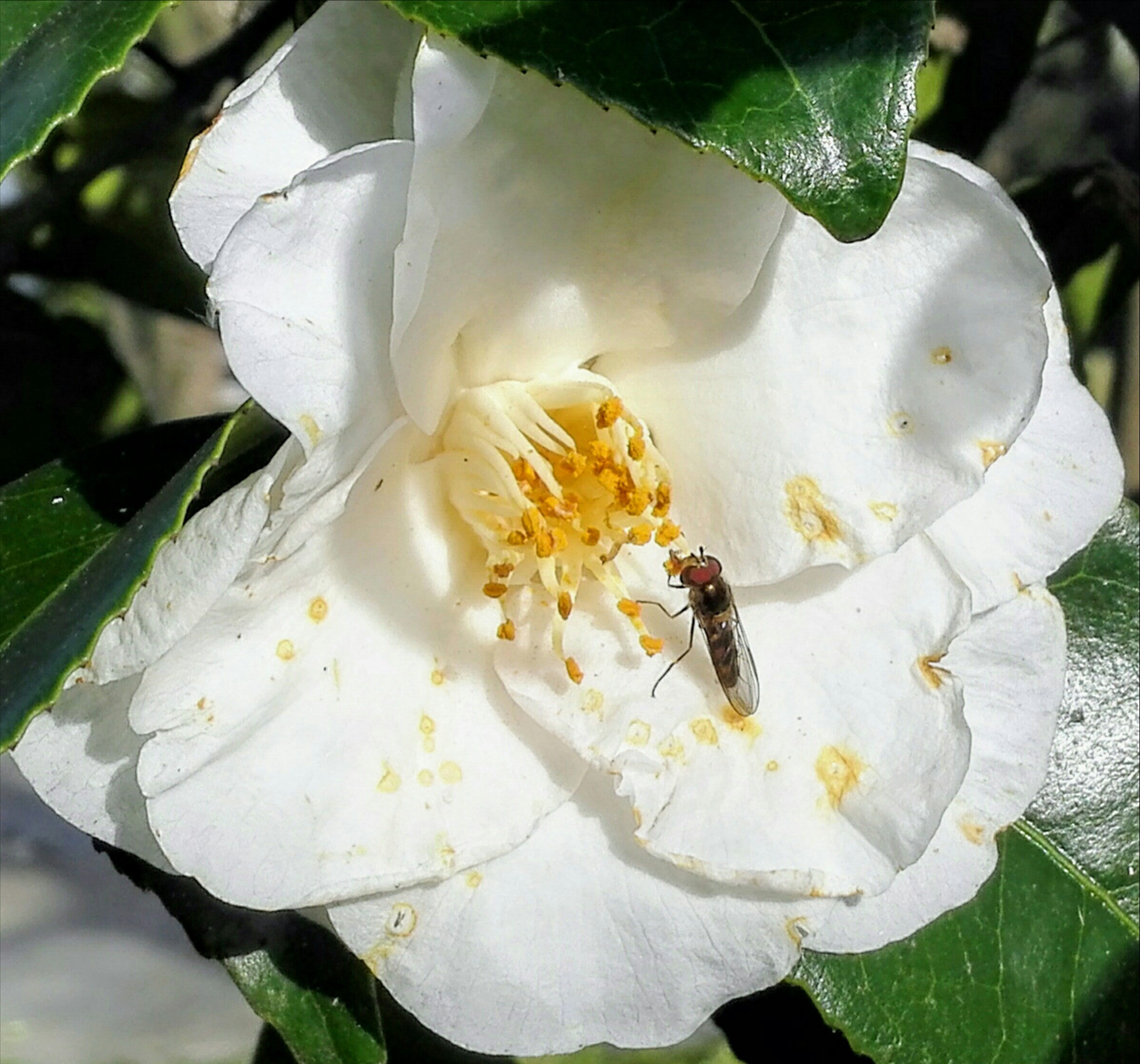 HUAWEI Mate 7 sample photo. Taking pollen photography