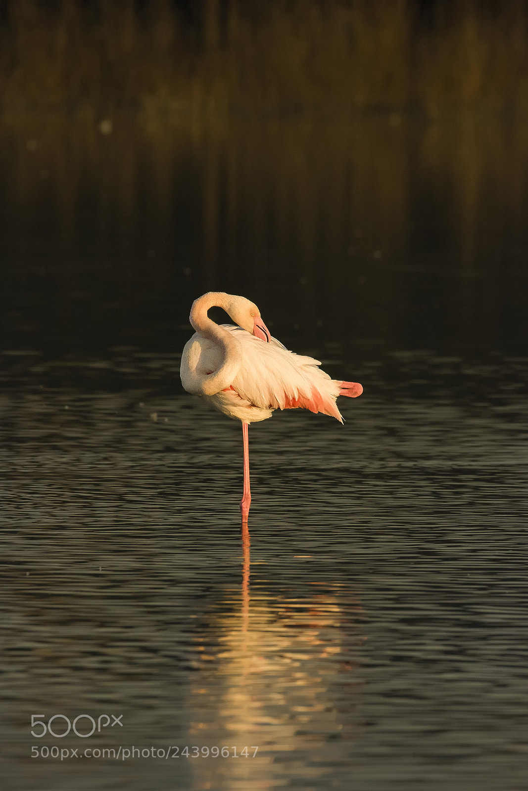Canon EOS 7D Mark II sample photo. ..fenicottero al tramonto.. photography