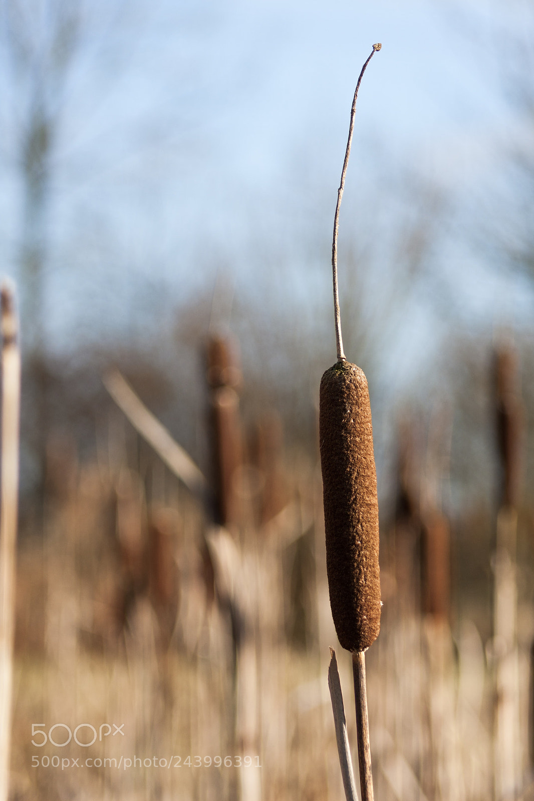 Canon EOS 40D sample photo. Bulrushes ..... photography