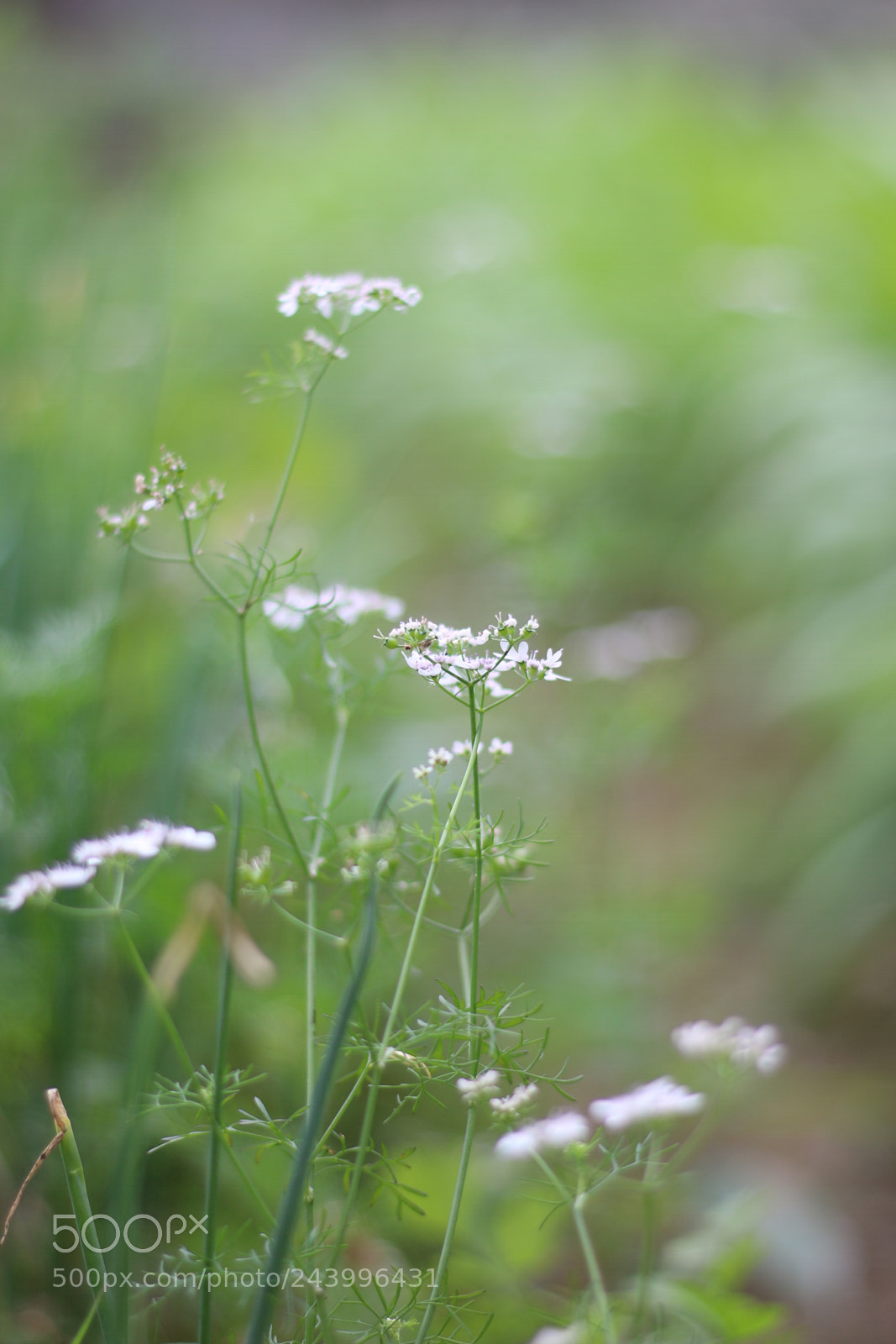 Canon EOS 70D + Canon EF 50mm F1.8 STM sample photo. Untitled photography