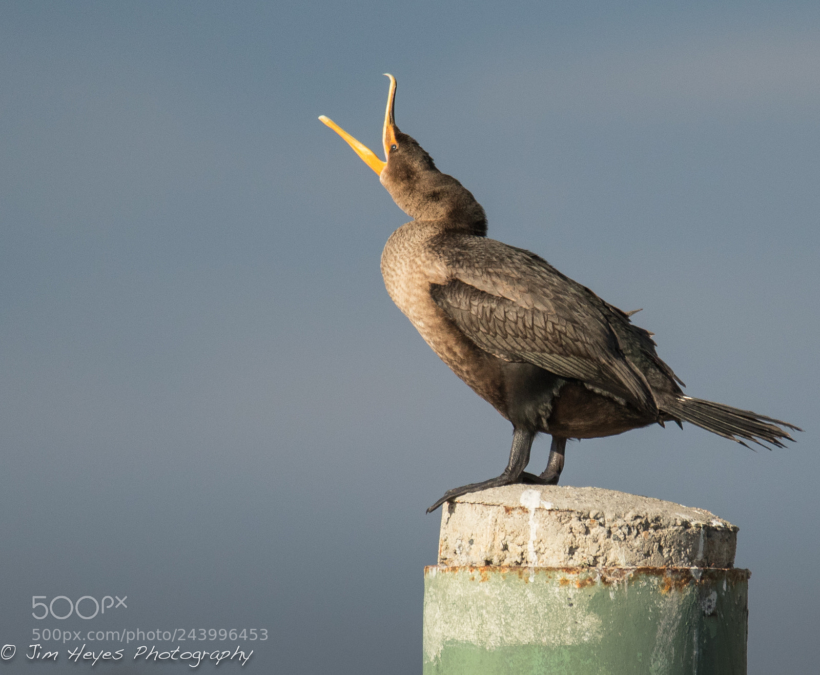 Canon EOS 7D Mark II sample photo. Yelling cormorant sunset photography