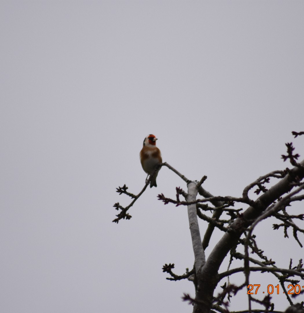 Sigma 70-300mm F4-5.6 APO DG Macro sample photo. Goldfinch photography